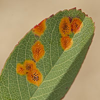 Ascochyta amelanchieris
